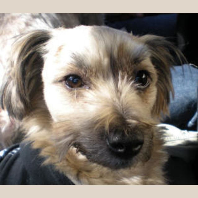 Photo of Otis Is Trying A New Home!!