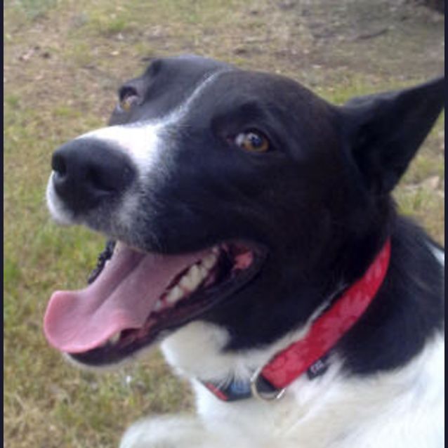 Photo of Rambo Is Trying A New Home!!