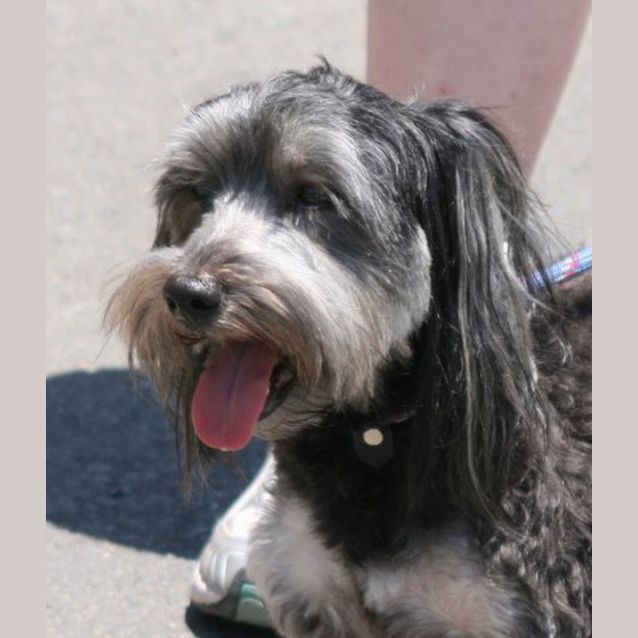 Photo of Licorice   On Hold