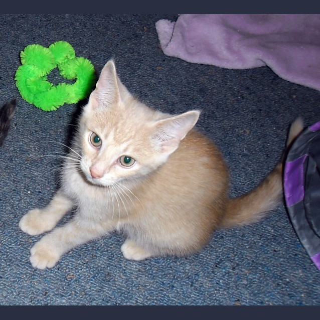 Photo of Huxley   On Trial In His New Home!