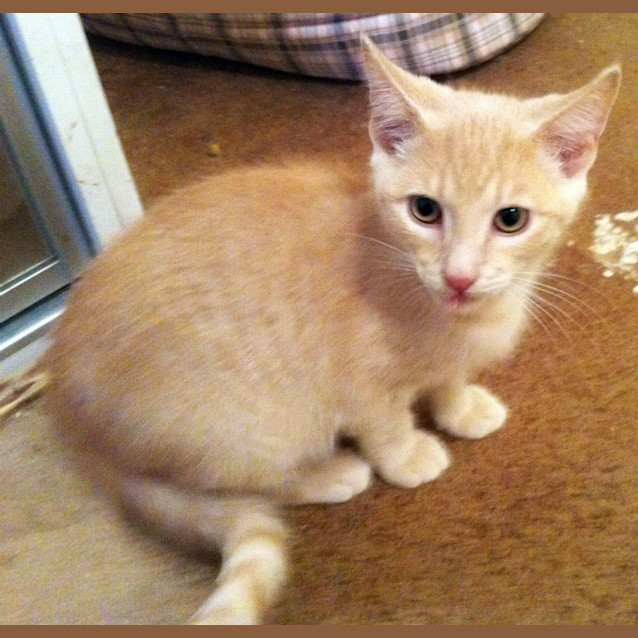 Photo of Huxley   On Trial In His New Home!