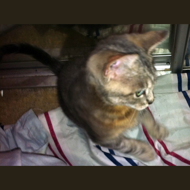 Photo of Jax   On Trial In His New Home!