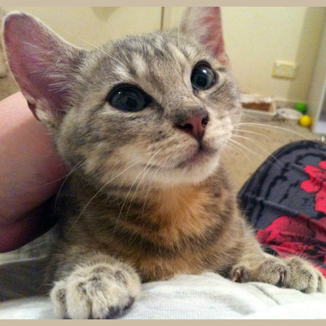 Photo of Jax   On Trial In His New Home!