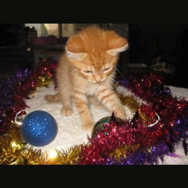 Photo of Ginger Meggs