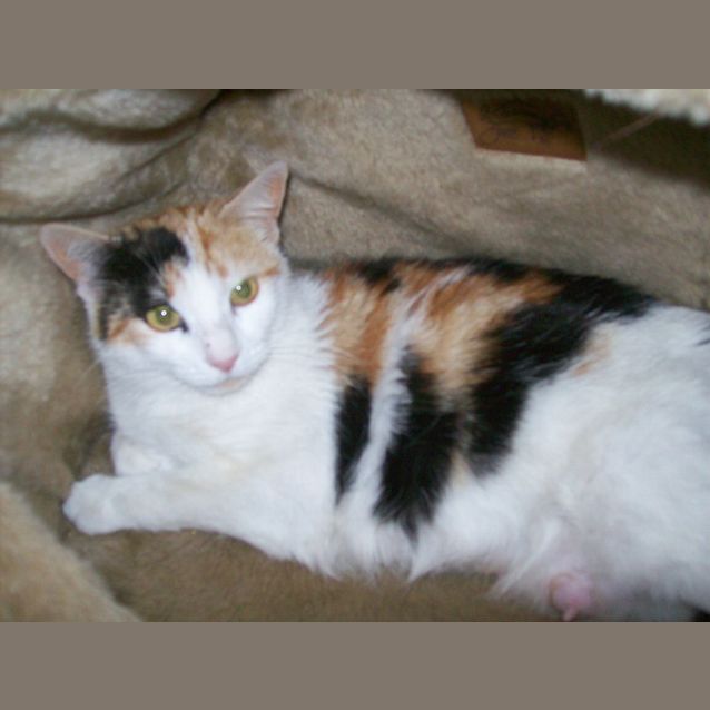 Photo of Mia  * Adoption Pending *