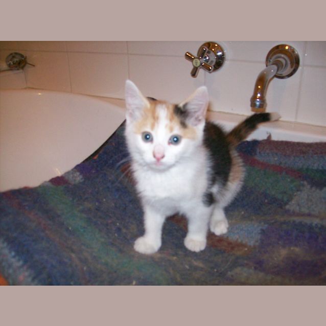 Photo of Anjelina  Adoption Pending