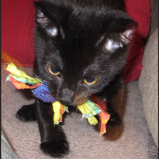 Photo of Kitty The Fetching Cat! (Autumn Special)