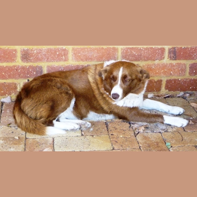 Photo of Sadie