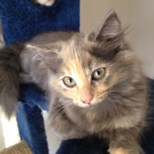 Photo of Tinkerbell