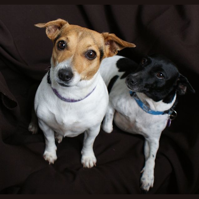 Photo of Foxy And Roxy