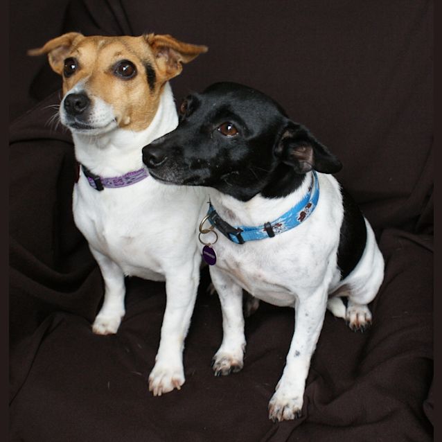 Photo of Foxy And Roxy