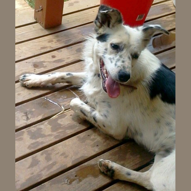 Photo of Stella   On Trial In Her New Home!