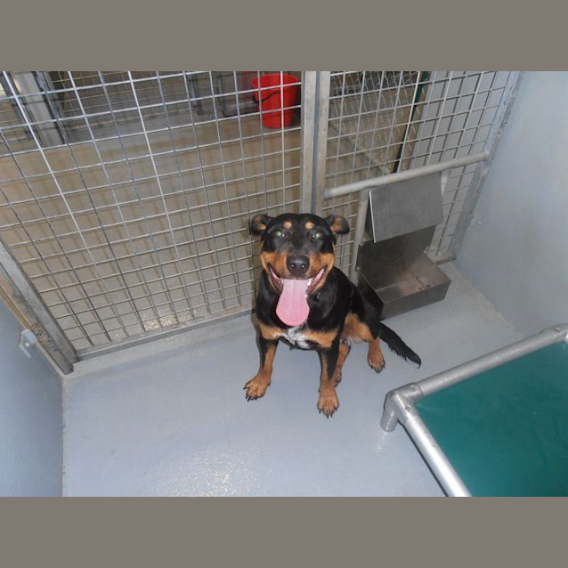 Photo of Rotti X Staffy 12 Month Pup In Pound