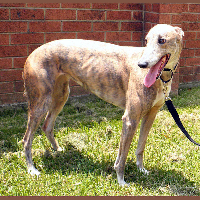 Photo of Smokey   Checking Out Her New Home