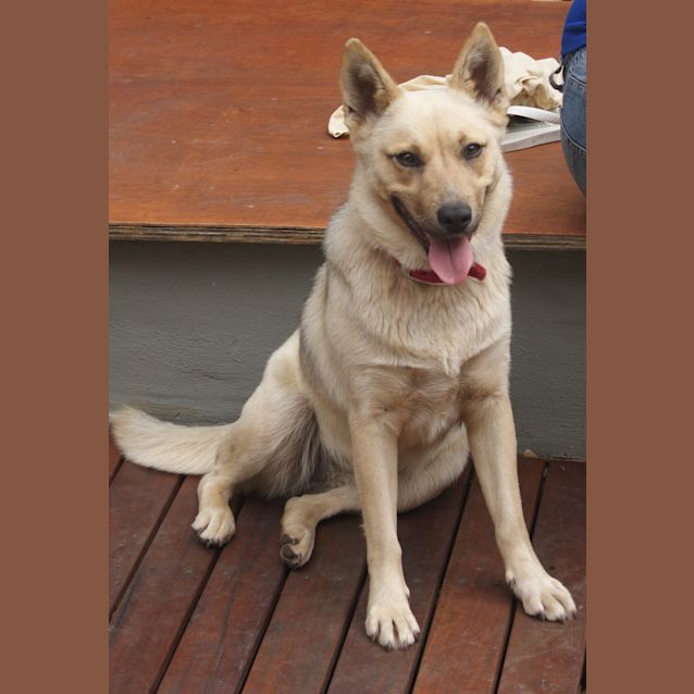 Photo of Sandy (On Hold)