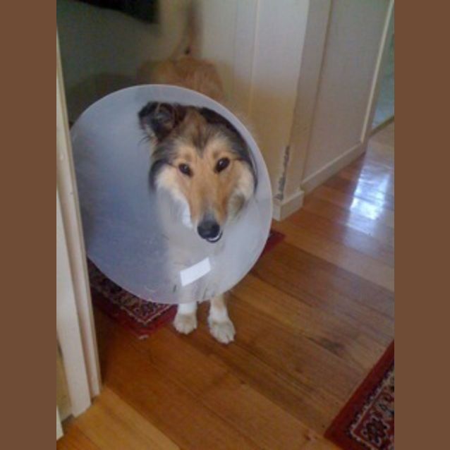 Photo of Cody   *****Is On Trial*****