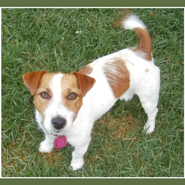 Photo of Roxy **Adoption In Progress**