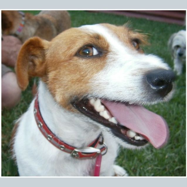 Photo of Roxy **Adoption In Progress**