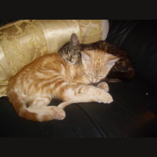 Photo of Marmalade   Adoption Pending.