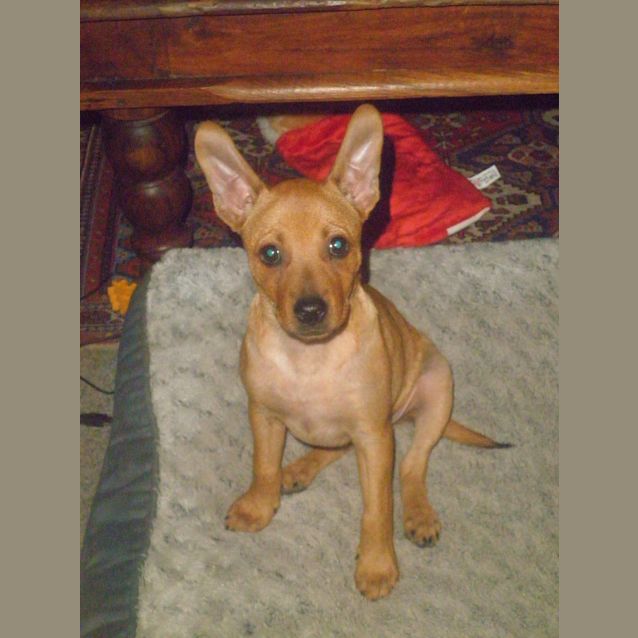 Photo of Little Mouse Av404