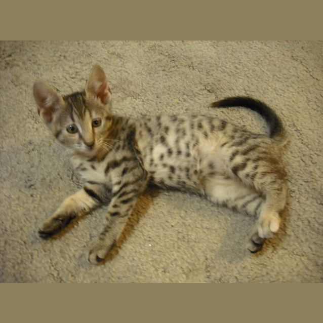 Photo of Jazz (Cav119)