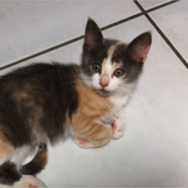 Photo of Pixie