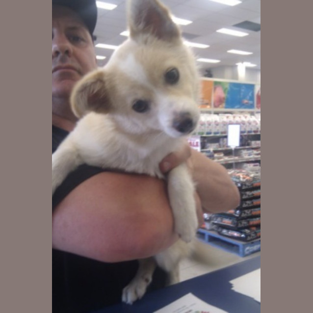 Photo of Honey *Adoption Pending*