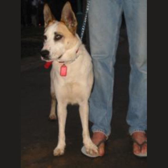 Photo of Toffee