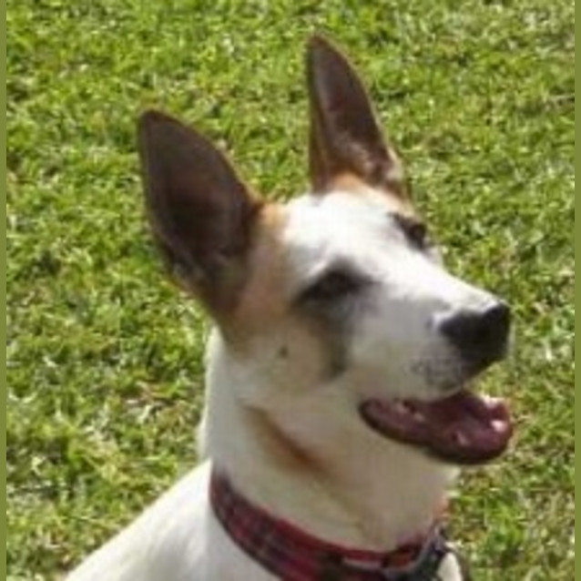Photo of Toffee