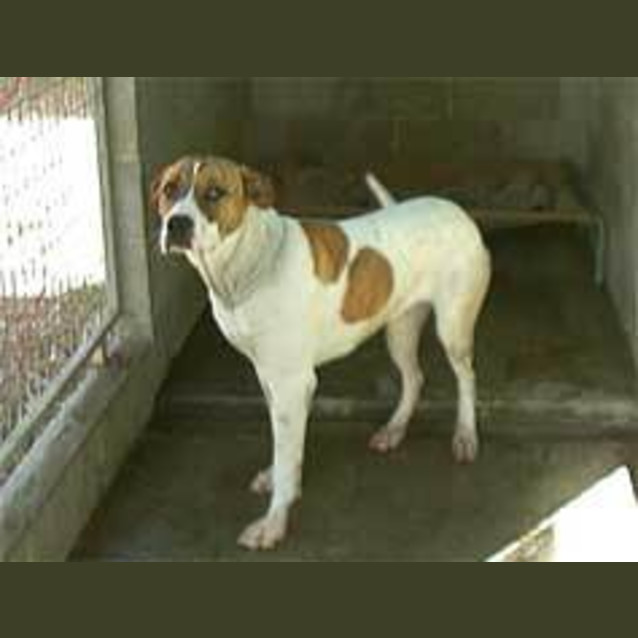 Photo of Roger (Now Known As Tilly)