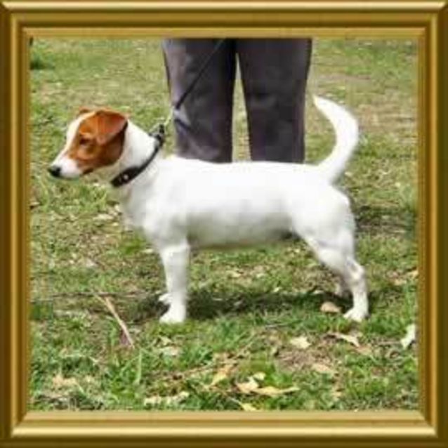 Photo of Chester