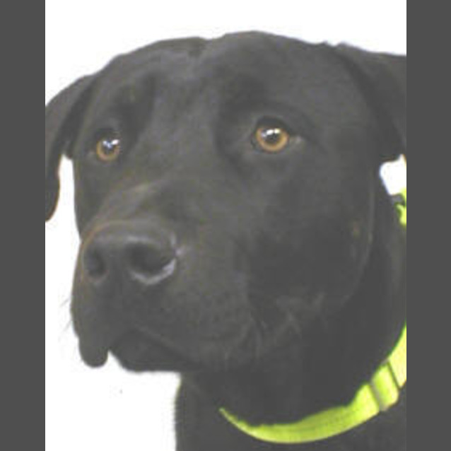 Photo of Sampson