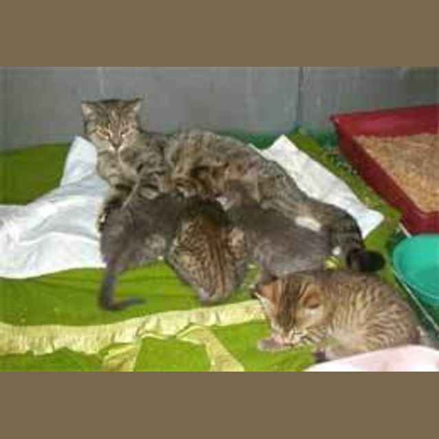 Photo of Mum And Kits