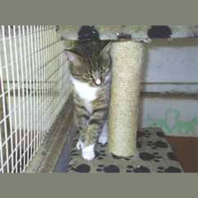 Photo of Suey