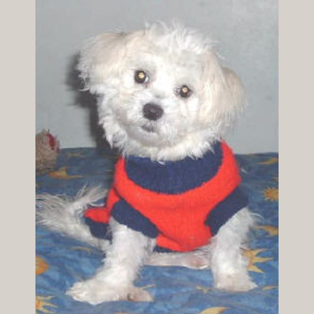 Photo of Mighty Mouse