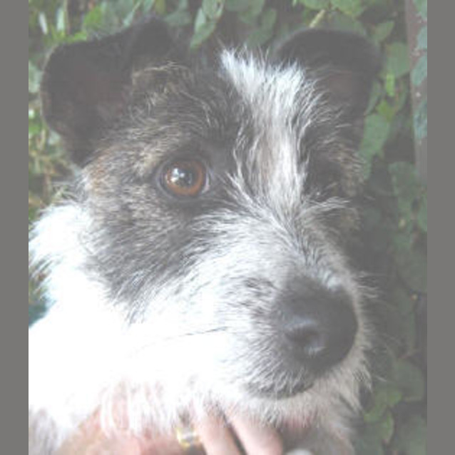 Photo of Timber