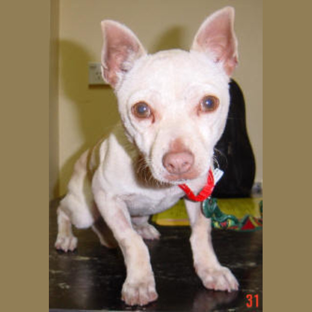 Photo of Scamp