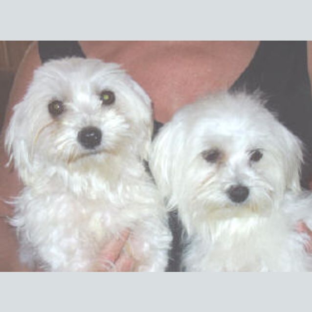 Photo of Rocky And Viva