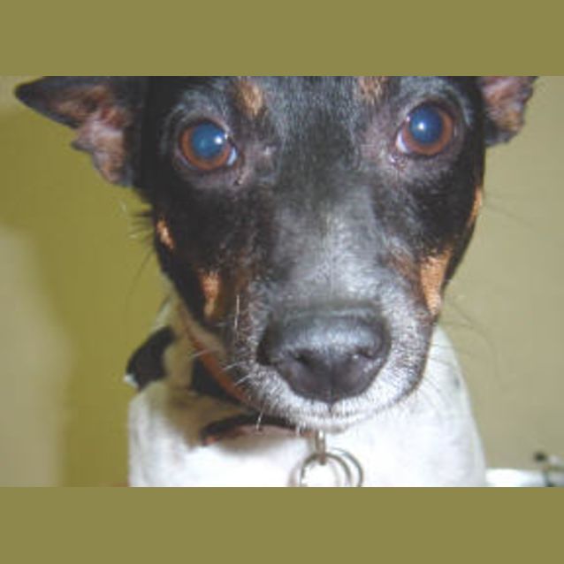 Photo of Kismet