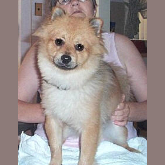 Photo of Bear