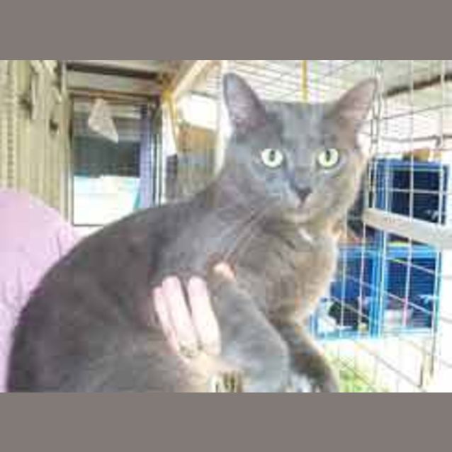 Photo of Baldrick