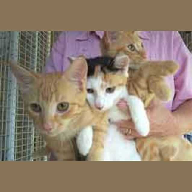 Photo of Triple Trouble