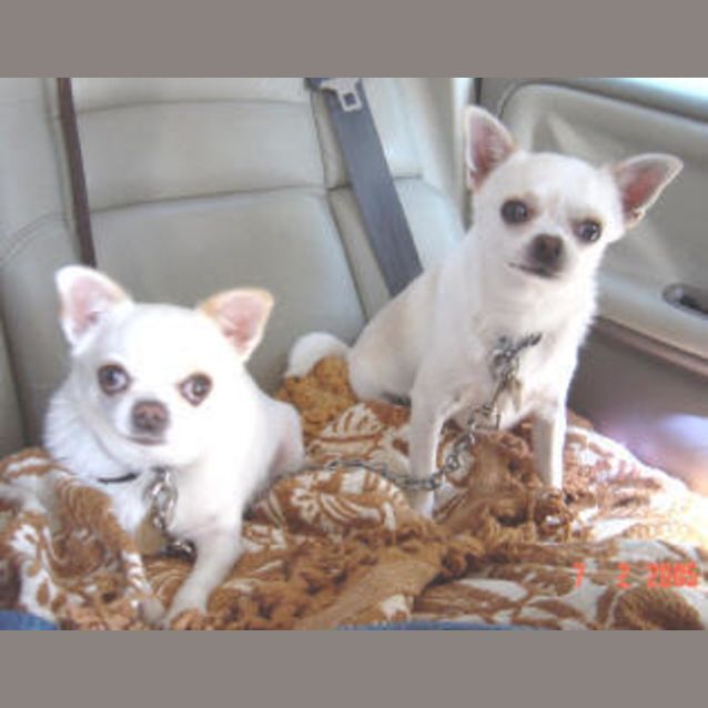 Photo of Desi & Lucy