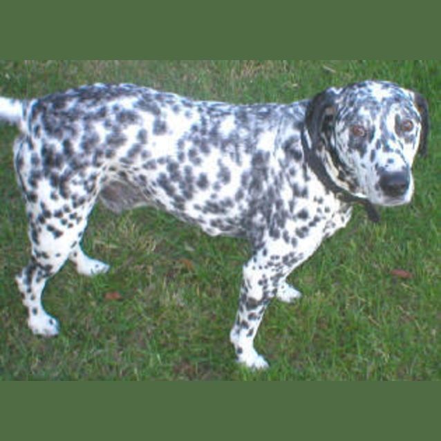 Photo of Rex