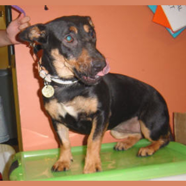Photo of Piper