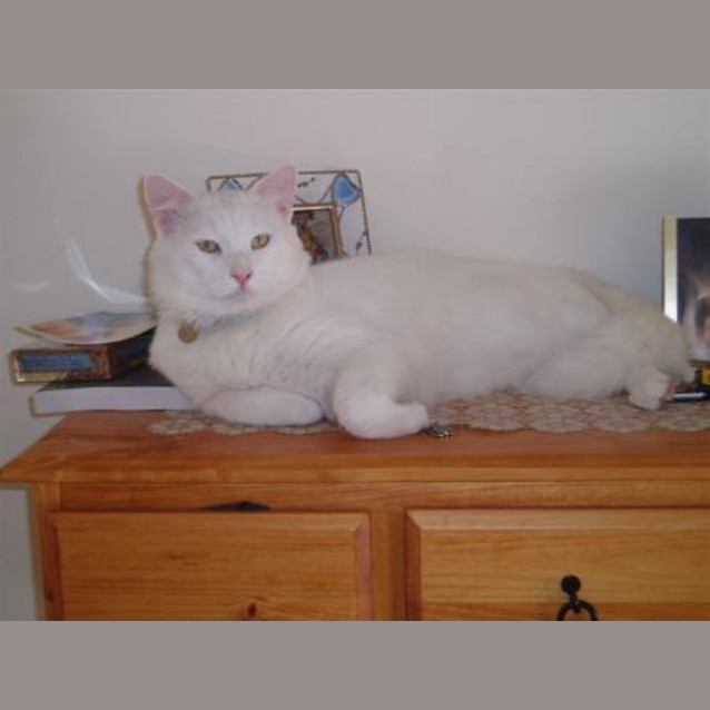 Photo of Snowy