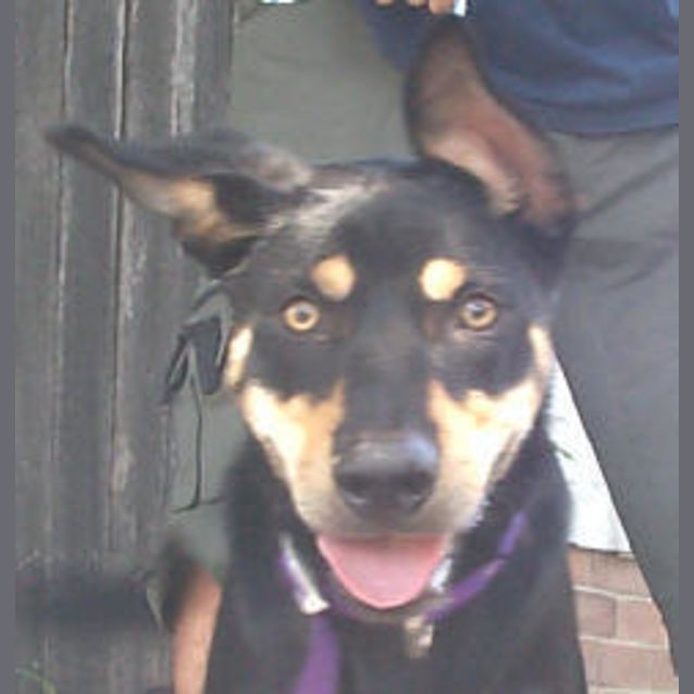 Photo of Scamp