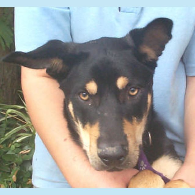 Photo of Scamp