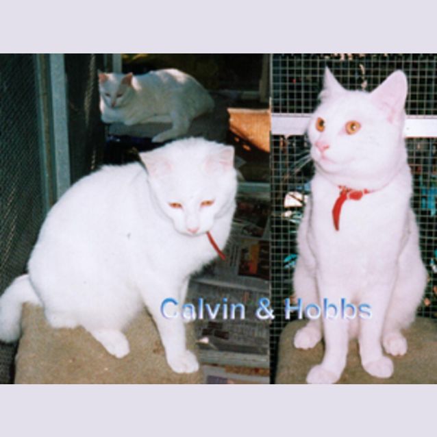 Photo of Omo & Rinso 