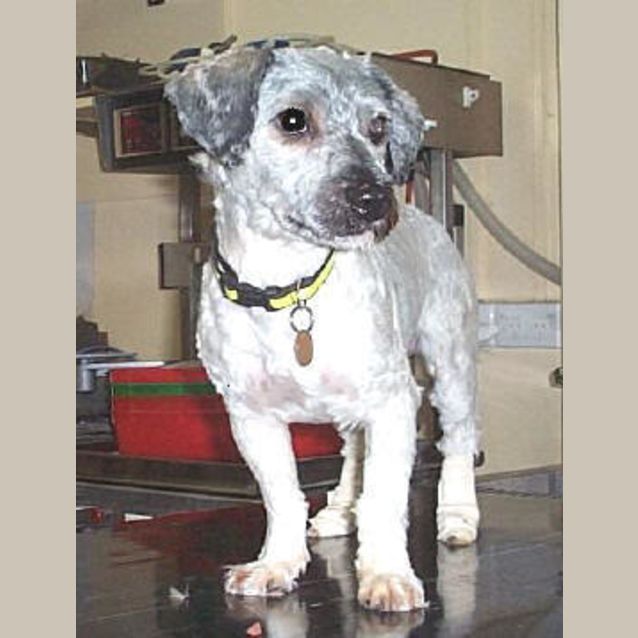 Photo of Cooper